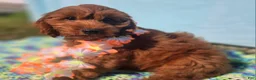 Cockapoo dogs for sale: Milan - Ad 17