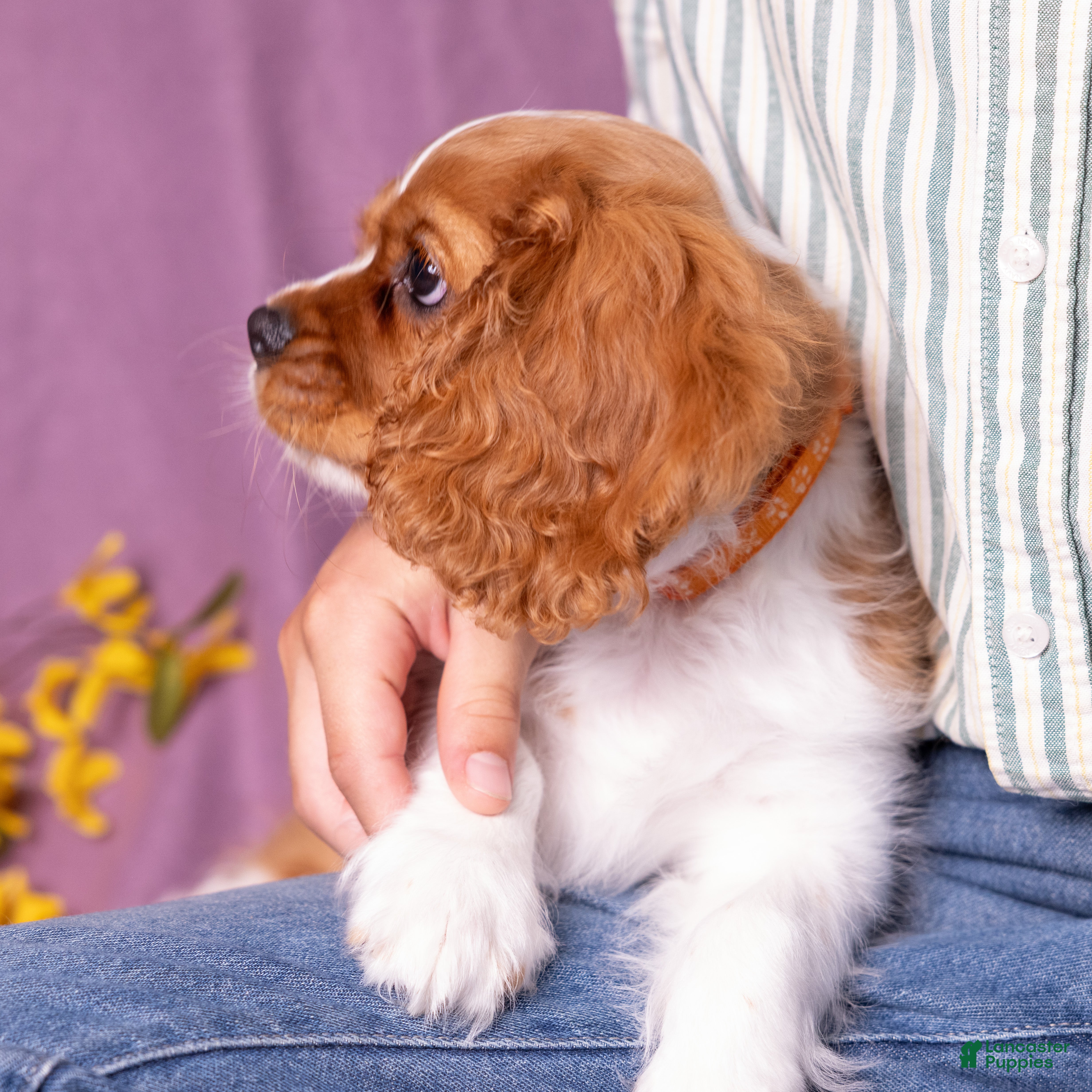 Cavalier King Charles Spaniel dogs Oswald - Ad 2