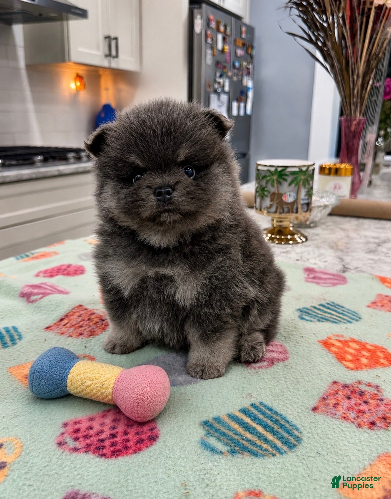 Pomeranian dogs Romeo - Ad 2