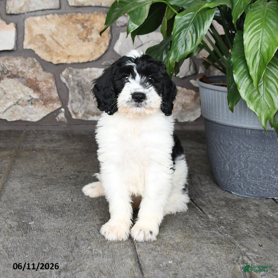 Double Doodle dogs Bandit - Ad 1