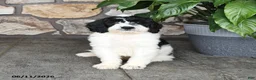 Double Doodle dogs for sale: Bandit - Ad 1