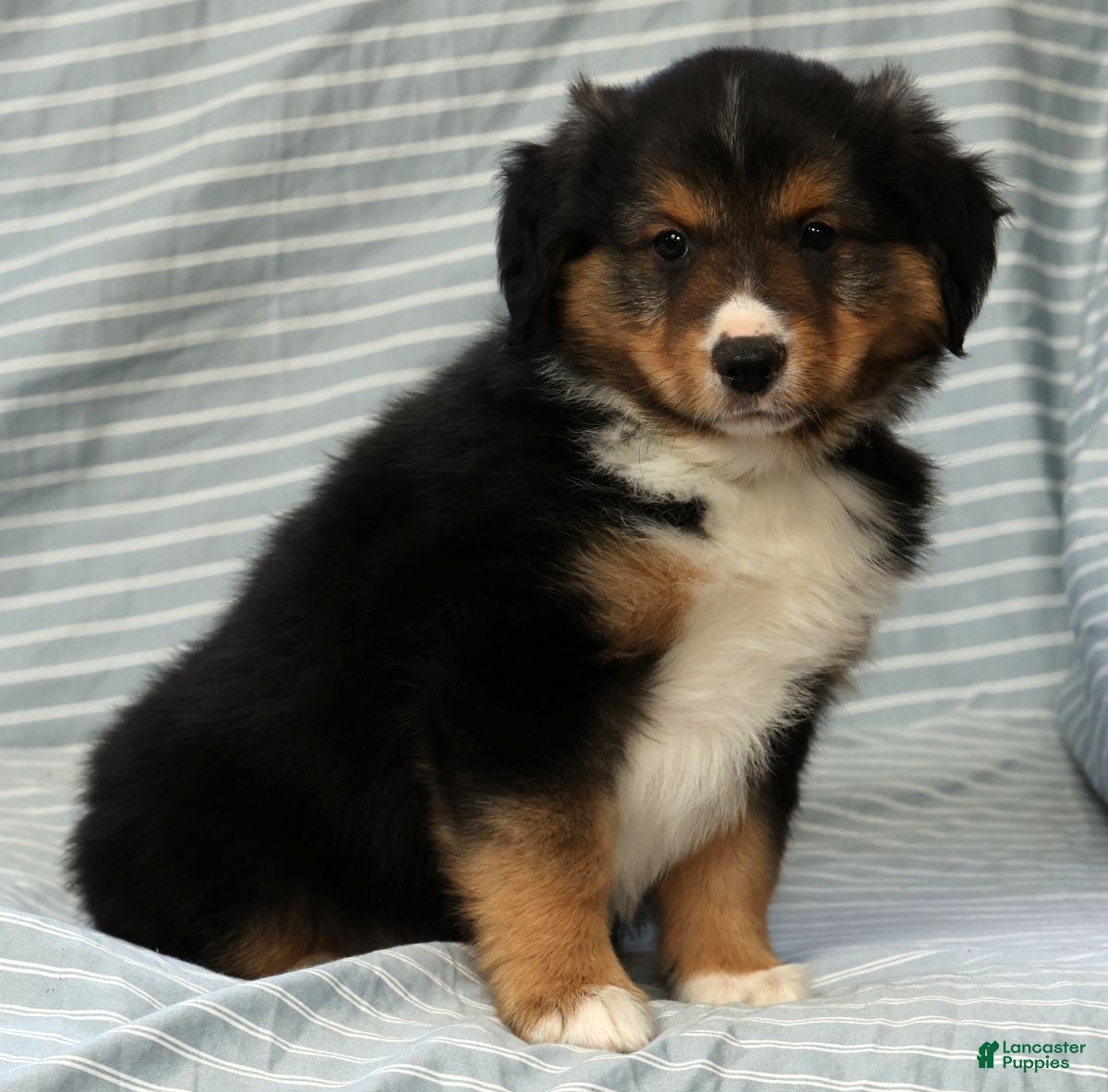 Australian Shepherd dogs for sale: Dallas - Ad 8