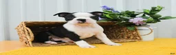 Boston Terrier dogs for sale: Boo Boo - Ad 1