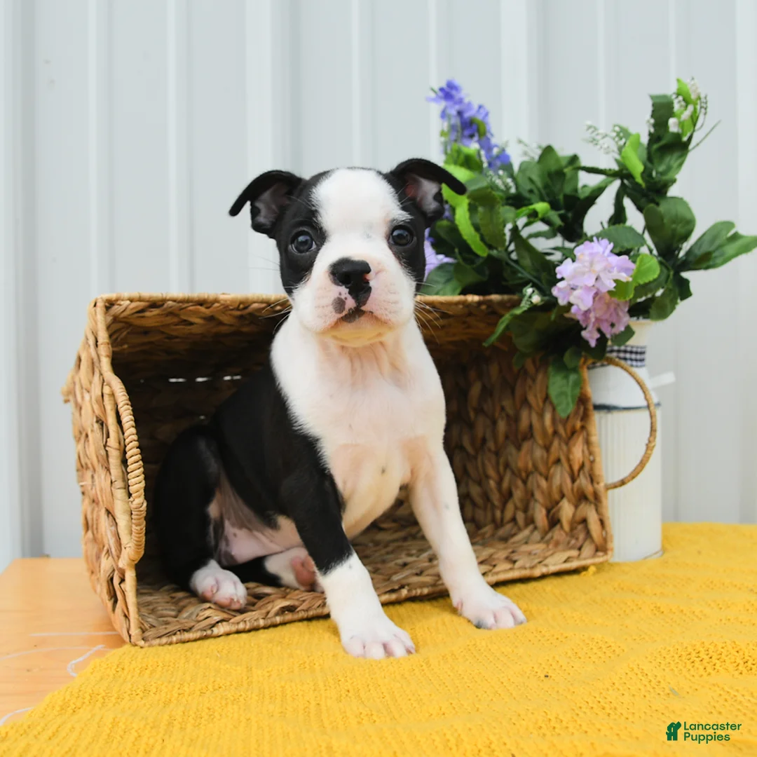 Boston Terrier dogs for sale: Boo Boo - Ad 1