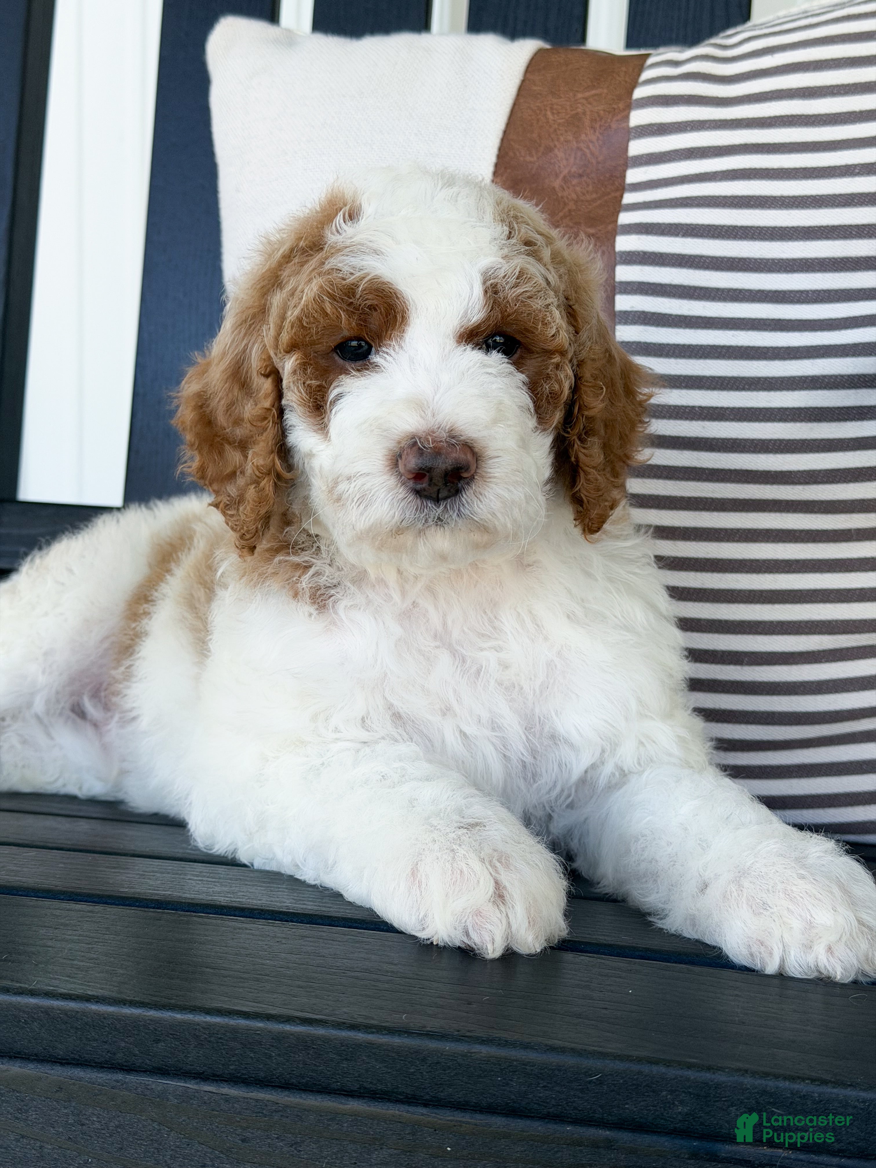 Goldendoodle dogs Nash - Ad 2