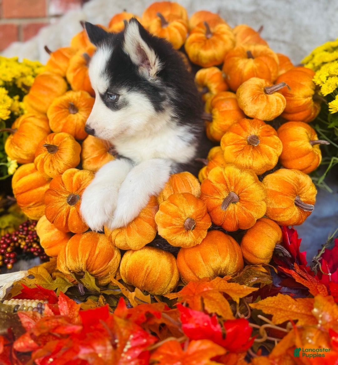 Siberian Husky dogs for sale: Siberian Husky Puppy 3 - Ad 9