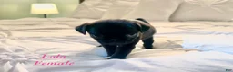 Pug dogs for sale: Lola - Ad 5