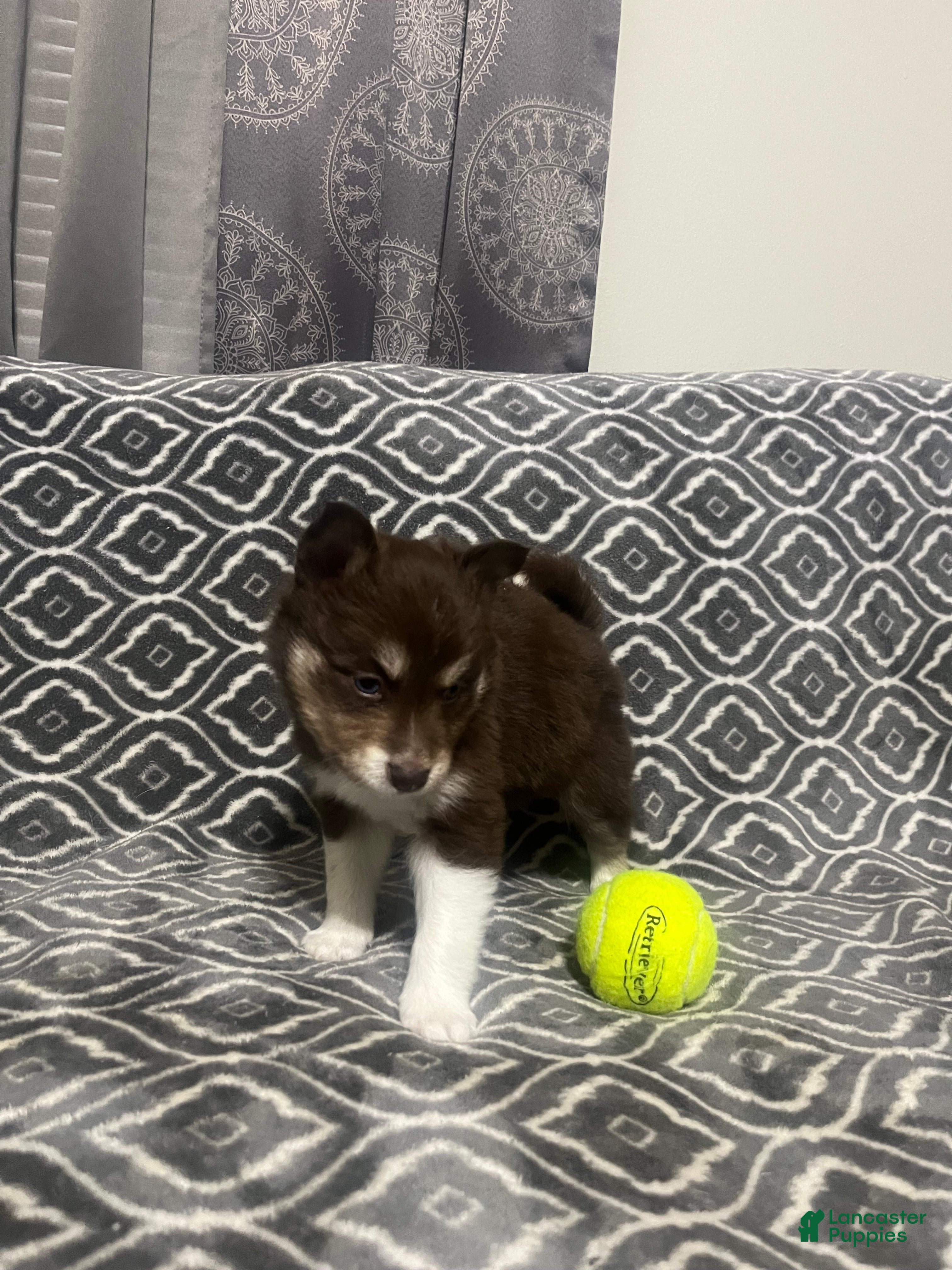 Pomsky dogs for sale: Alvin  - Ad 1