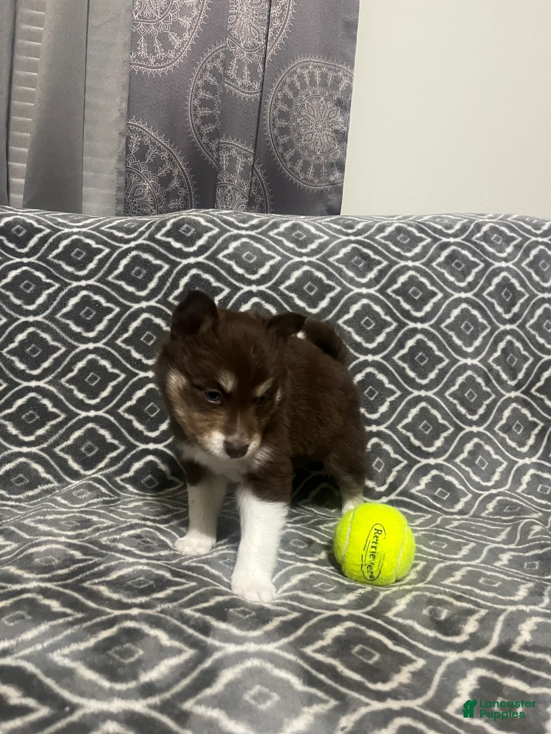Pomsky dogs for sale: Alvin  - Ad 1