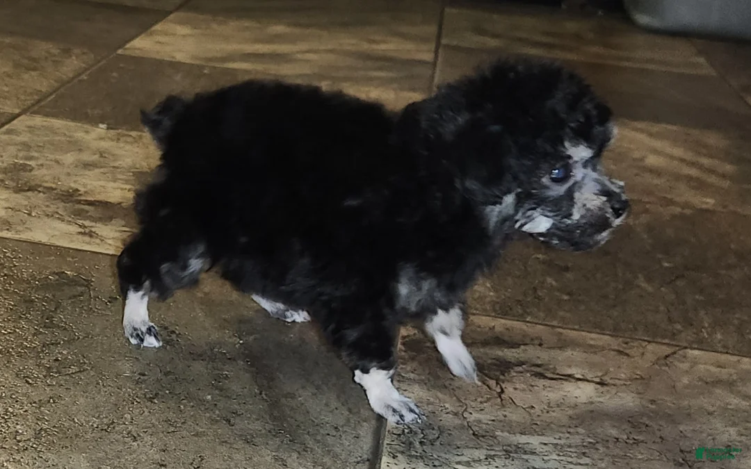 Havapoo dogs for sale: Havapoo Puppy 3 - Ad 1