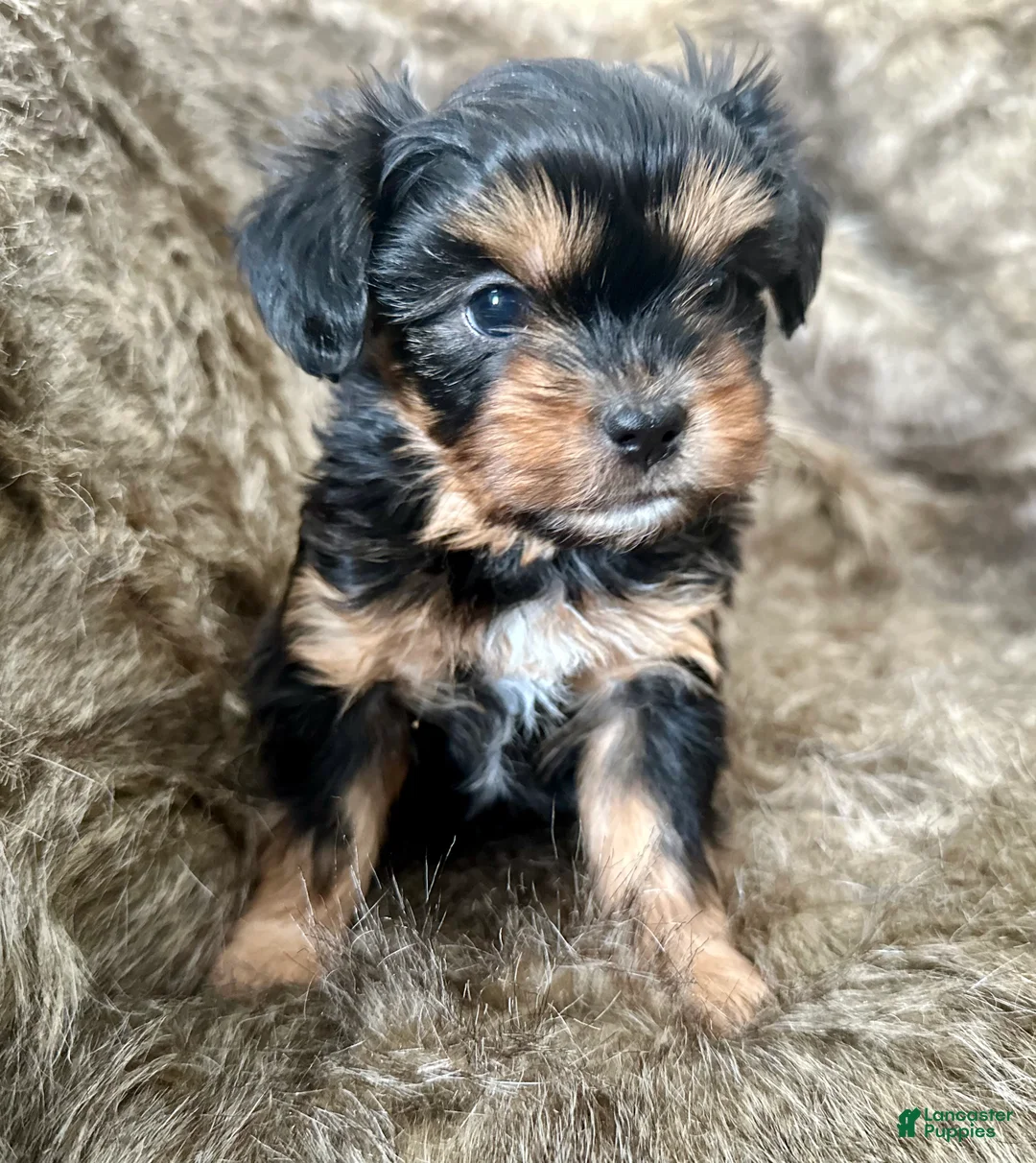 Mixed Breed dogs for sale: Snow White - Ad 13