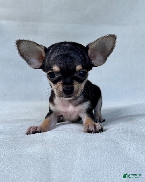 Chihuahua dogs Chihuahua 1 - Ad 11