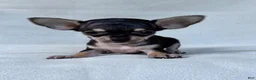 Chihuahua dogs for sale: Chihuahua 1 - Ad 1