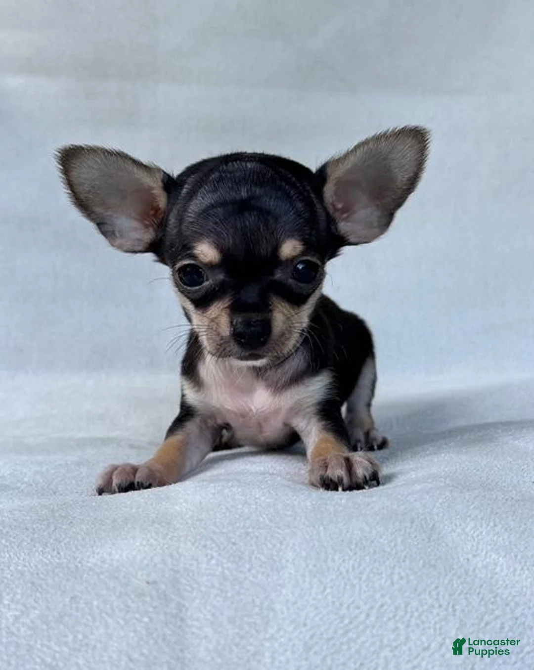 Chihuahua dogs for sale: Chihuahua 1 - Ad 1