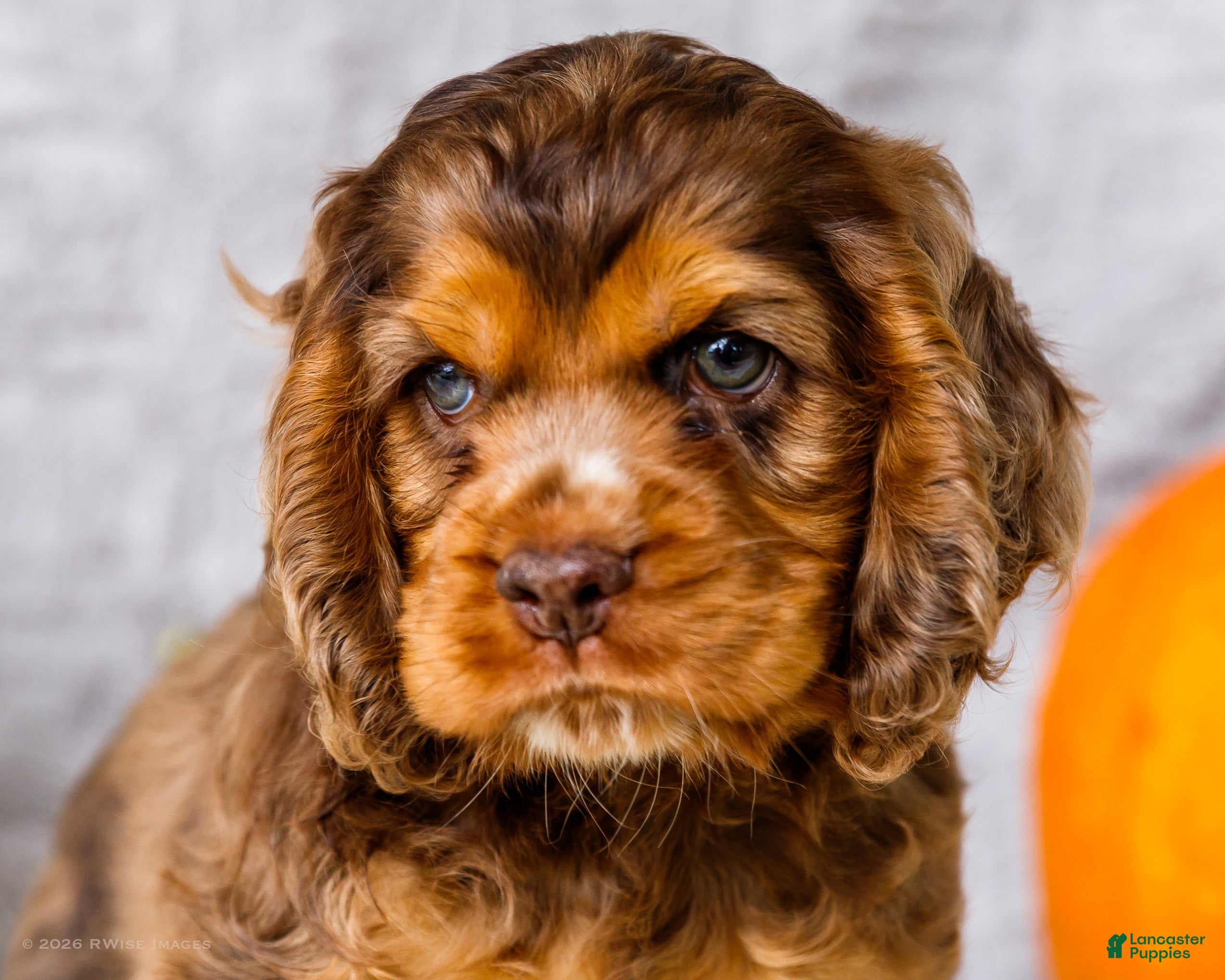 Cocker Spaniel dogs Zion - Ad 2