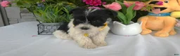 Miniature Schnauzer dogs for sale: Miniature Schnauzer 4 Sunflower - Ad 2