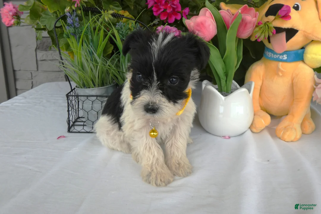 Miniature Schnauzer dogs for sale: Miniature Schnauzer 4 Sunflower - Ad 2