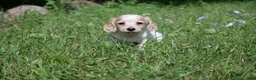 Miniature Dachshund dogs for sale: Vallory - Ad 5