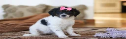 Mini Bernedoodle dogs for sale: Everly - Ad 3