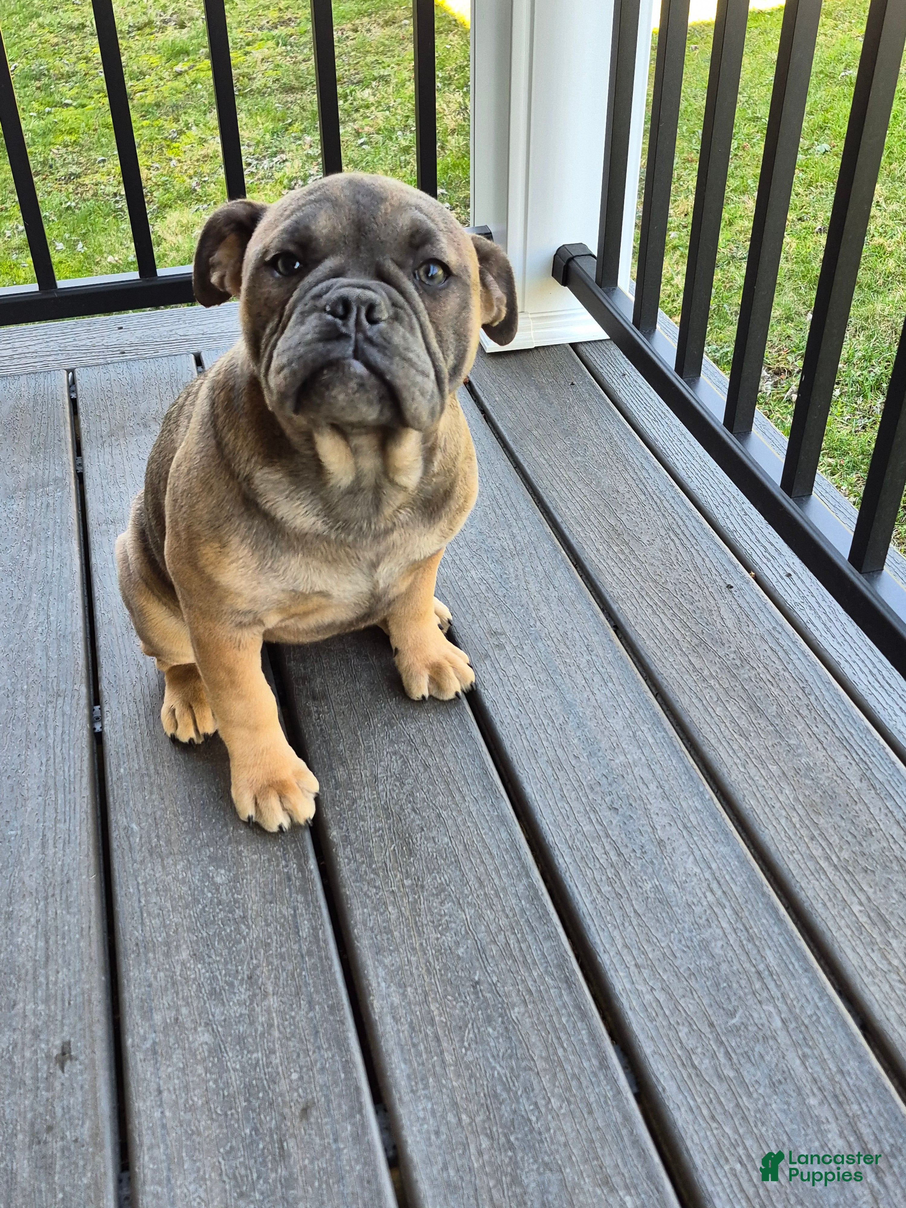 Olde English Bulldogge dogs Ginger - Ad 1