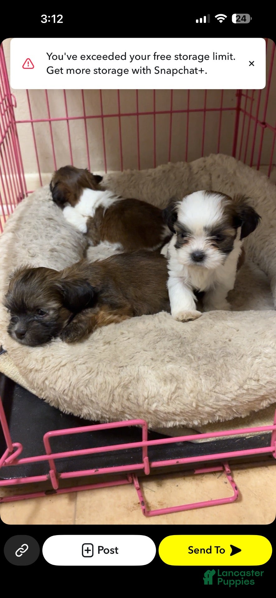Shorkie dogs Shorkie 3 - Ad 10