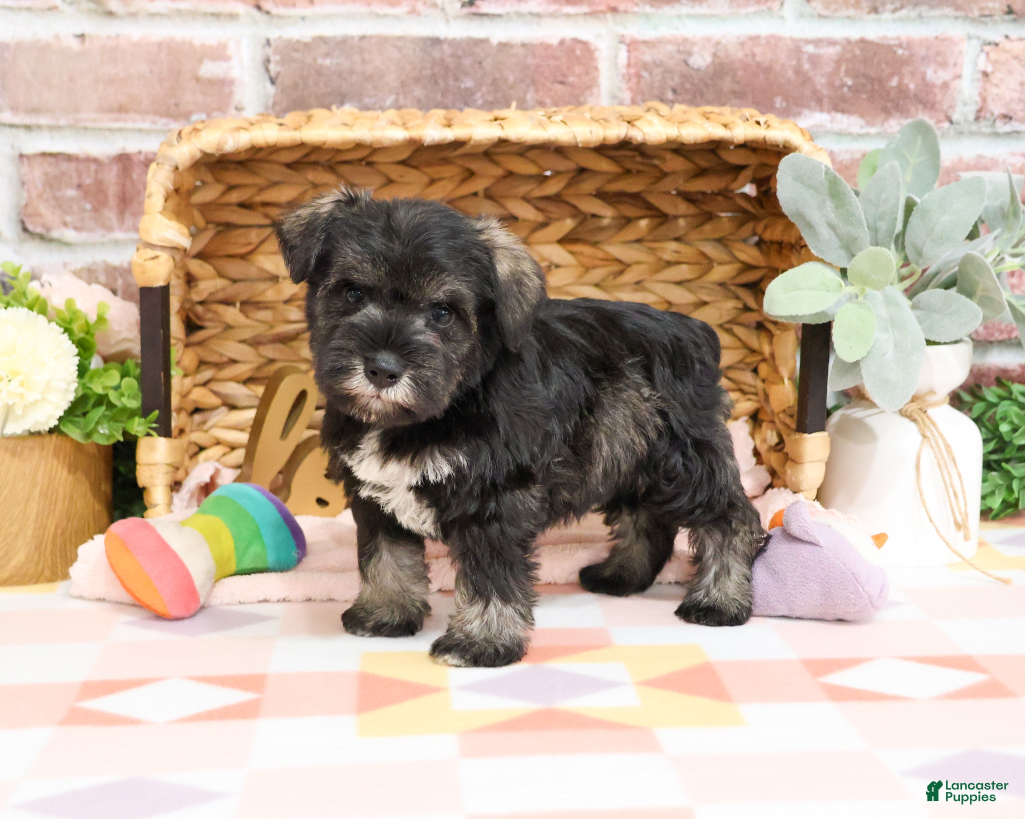 Miniature Schnauzer dogs Kanga  - Ad 35