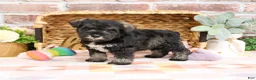 Miniature Schnauzer dogs for sale: Kanga  - Ad 1