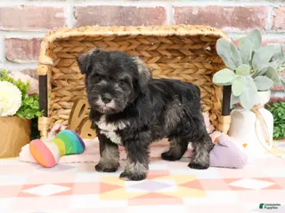 Miniature Schnauzer dogs Kanga - Ad 35
