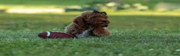 Miniature Poodle dogs for sale:  Thor🐾💙 - Ad 11