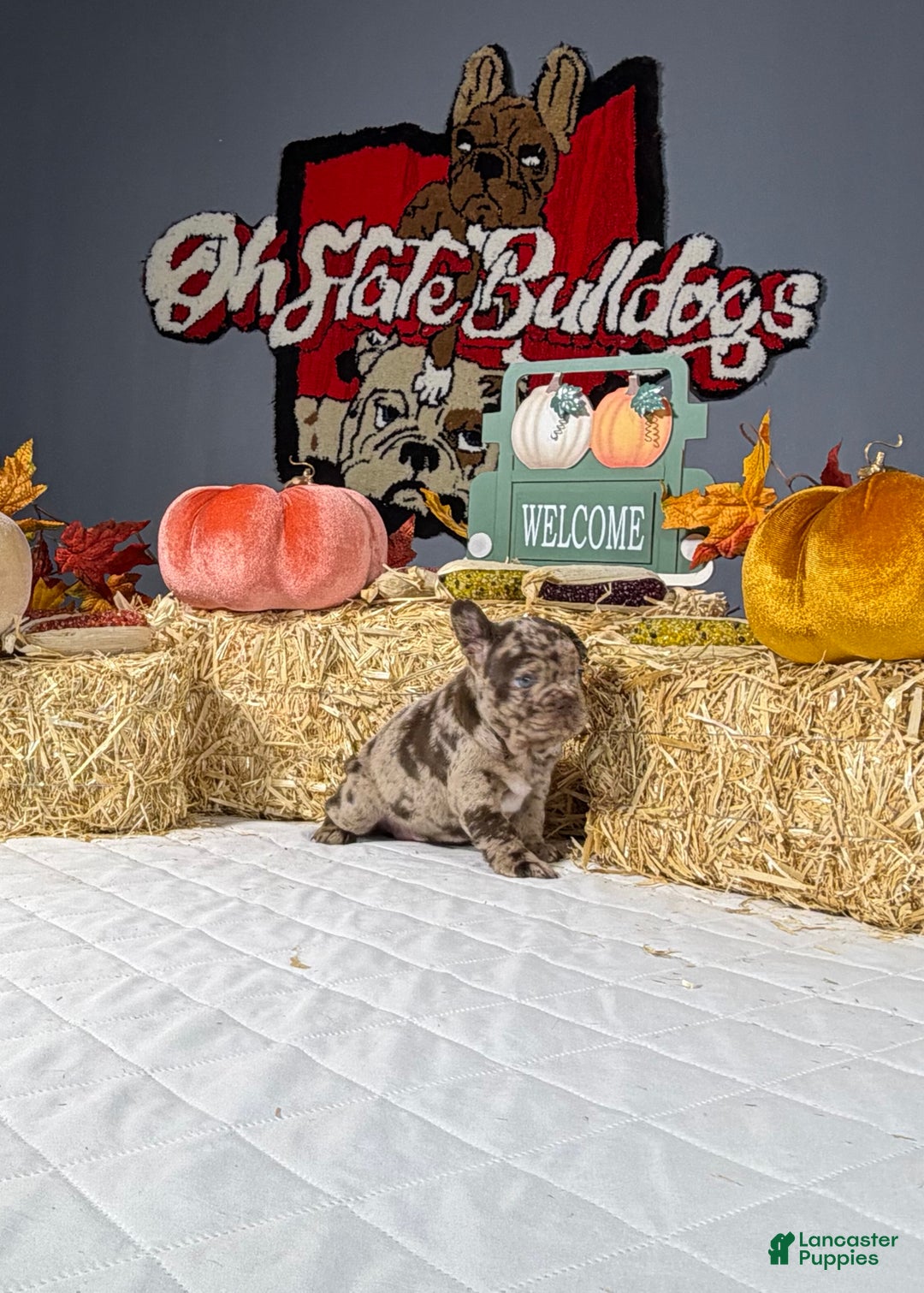 French Bulldog dogs for sale: Bella - Ad 3