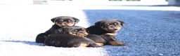 Rottweiler dogs for sale: Donn  - Ad 7