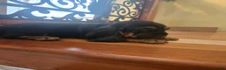 Basset Hound dogs for sale: Basset Hound Puppy 1 - Ad 2