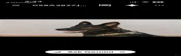 German Shepherd dogs for sale: German Shepherd 3 male and female - Ad 5