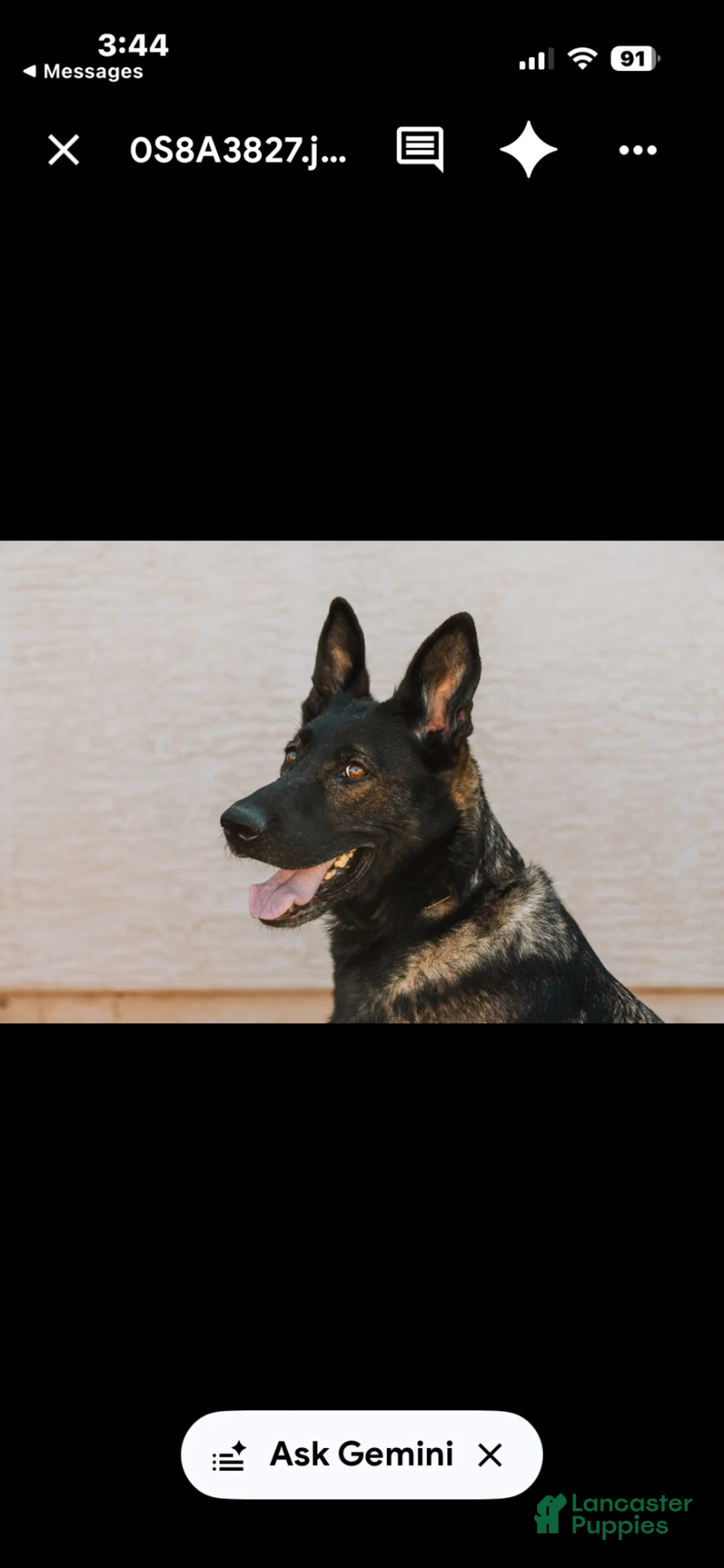 German Shepherd dogs for sale: German Shepherd 3 male and female - Ad 5