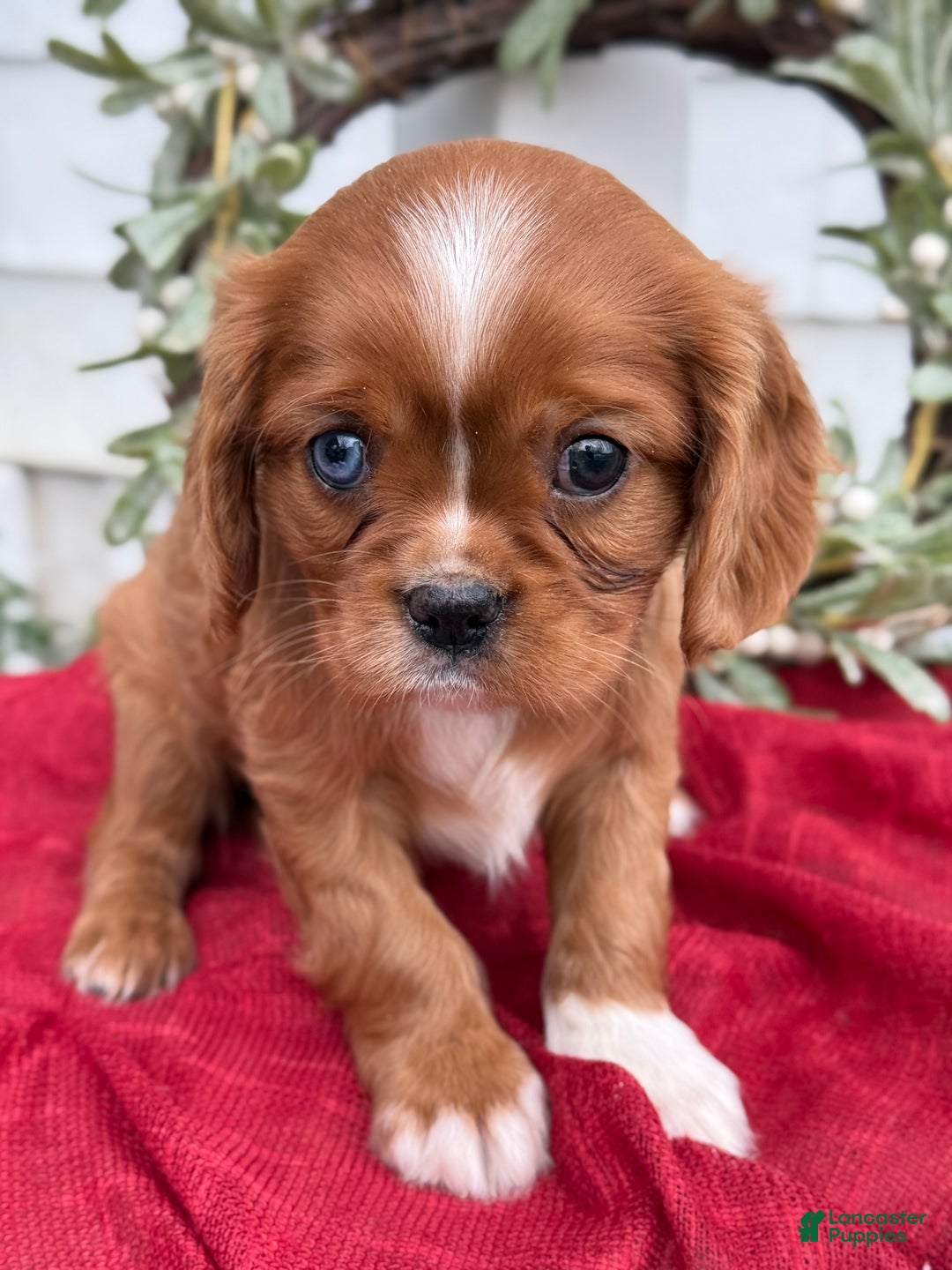 Cavalier King Charles Spaniel dogs for sale: Otis - Ad 9