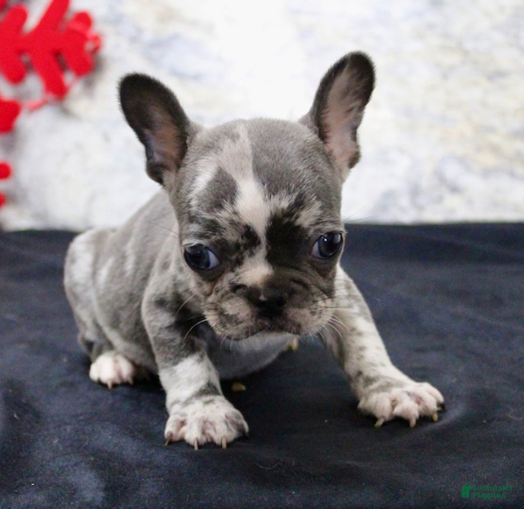French Bulldog dogs for sale: Cloe - Ad 4