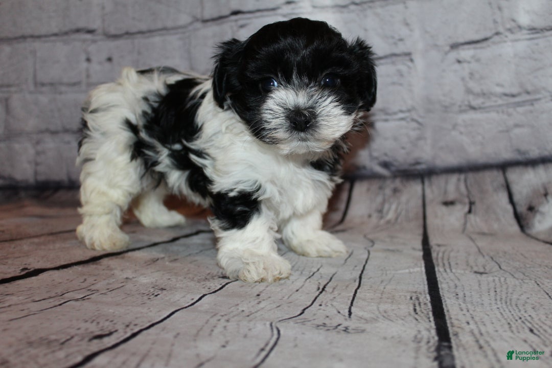 Morkie dogs for sale: Eve - Ad 3