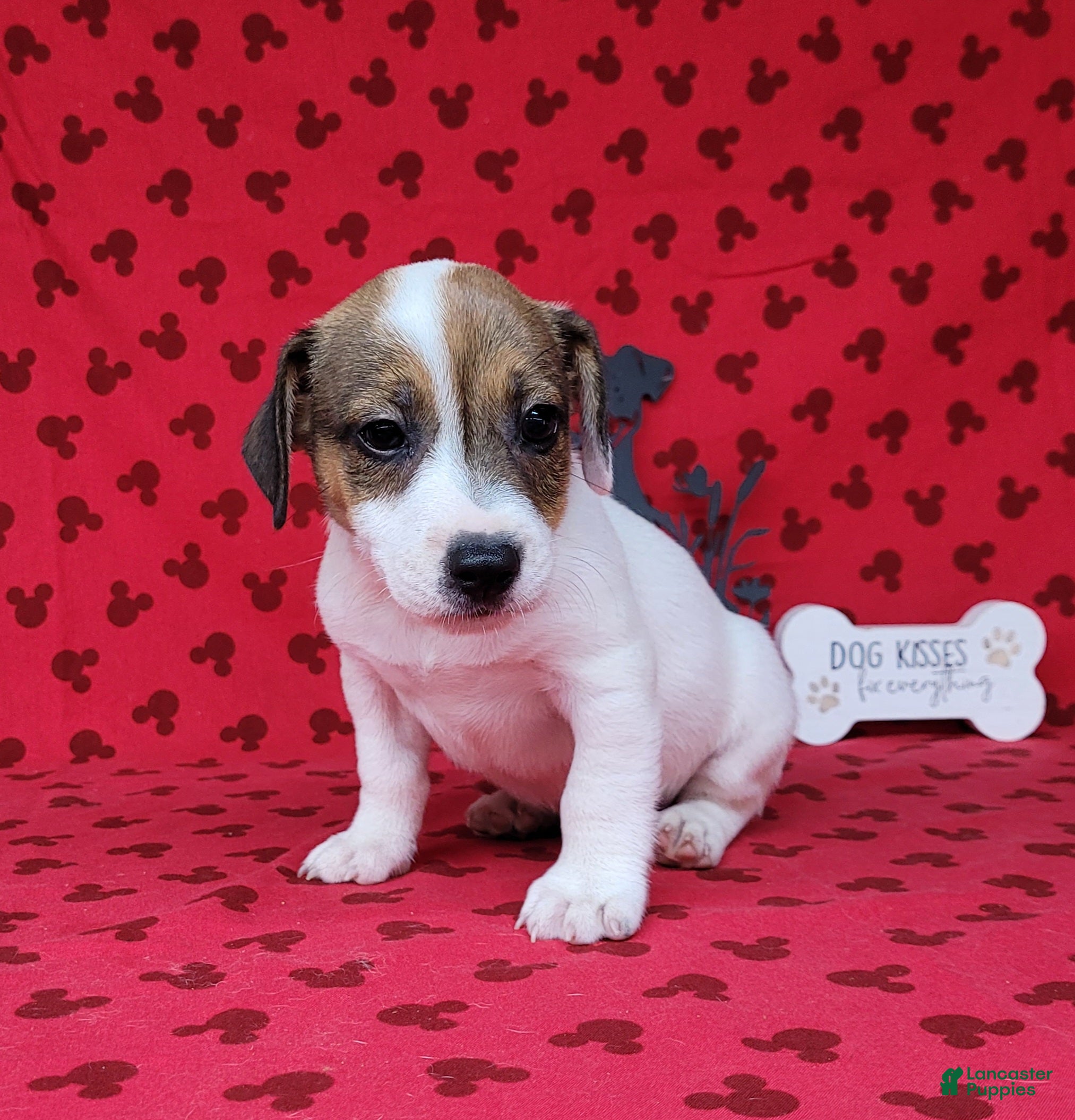 Jack Russell Terrier dogs Pax CKC male Delivery Available  - Ad 2