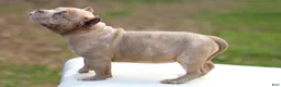 American Bully dogs for sale: Lilac Merle Female - Ad 5