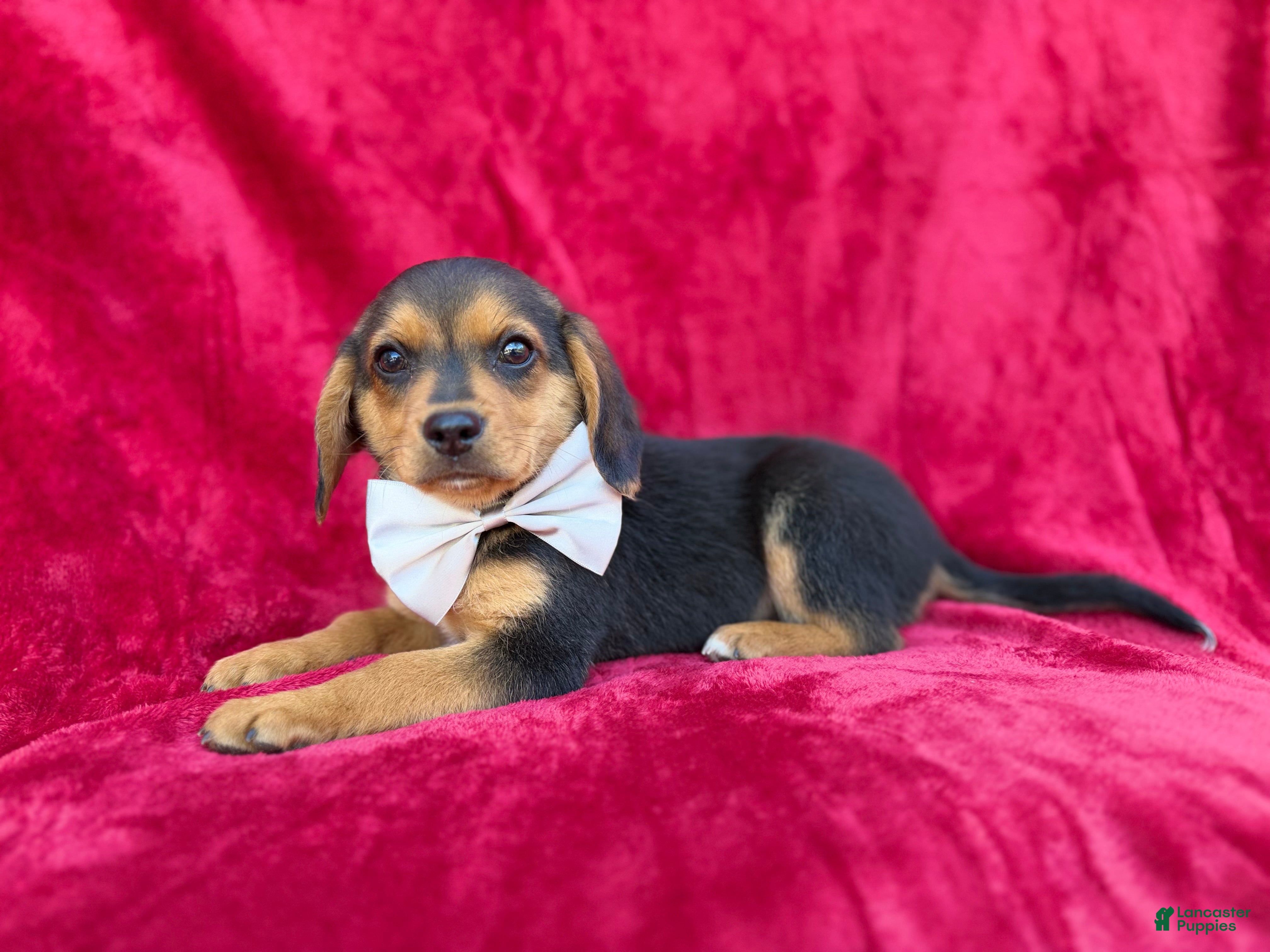 Beagle dogs Goose - Ad 37