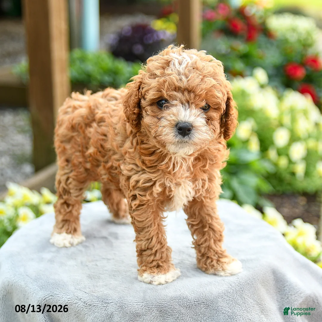Toy Poodle dogs for sale: Alicia - Ad 3
