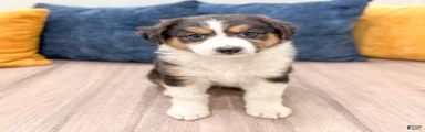 Sophie