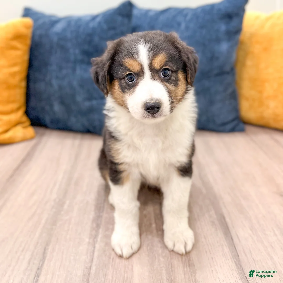 Australian Shepherd dogs for sale: Sophie - Ad 1