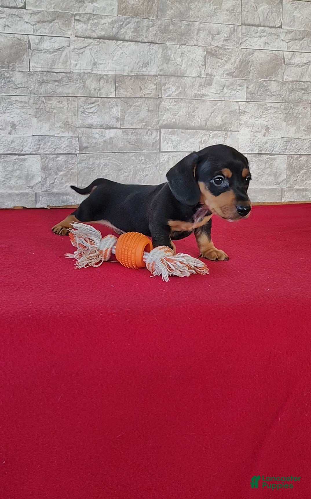 Miniature Dachshund dogs Bethany - Ad 2