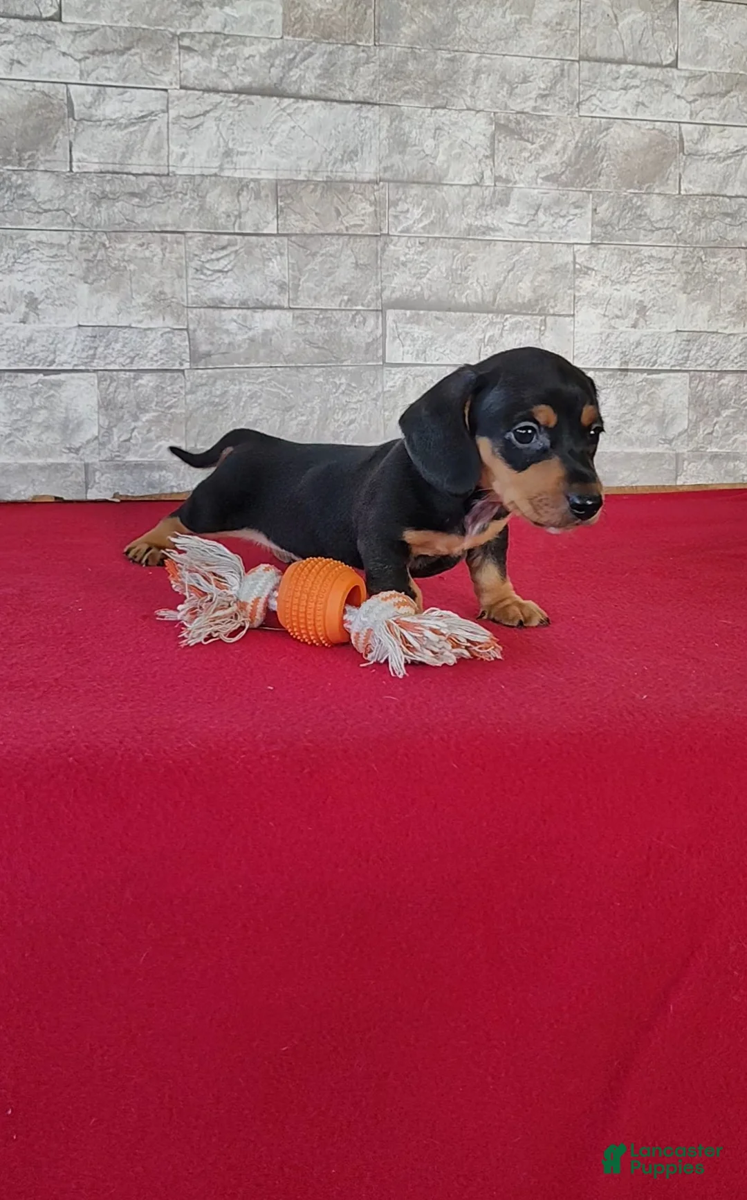 Miniature Dachshund dogs for sale: Bethany - Ad 2