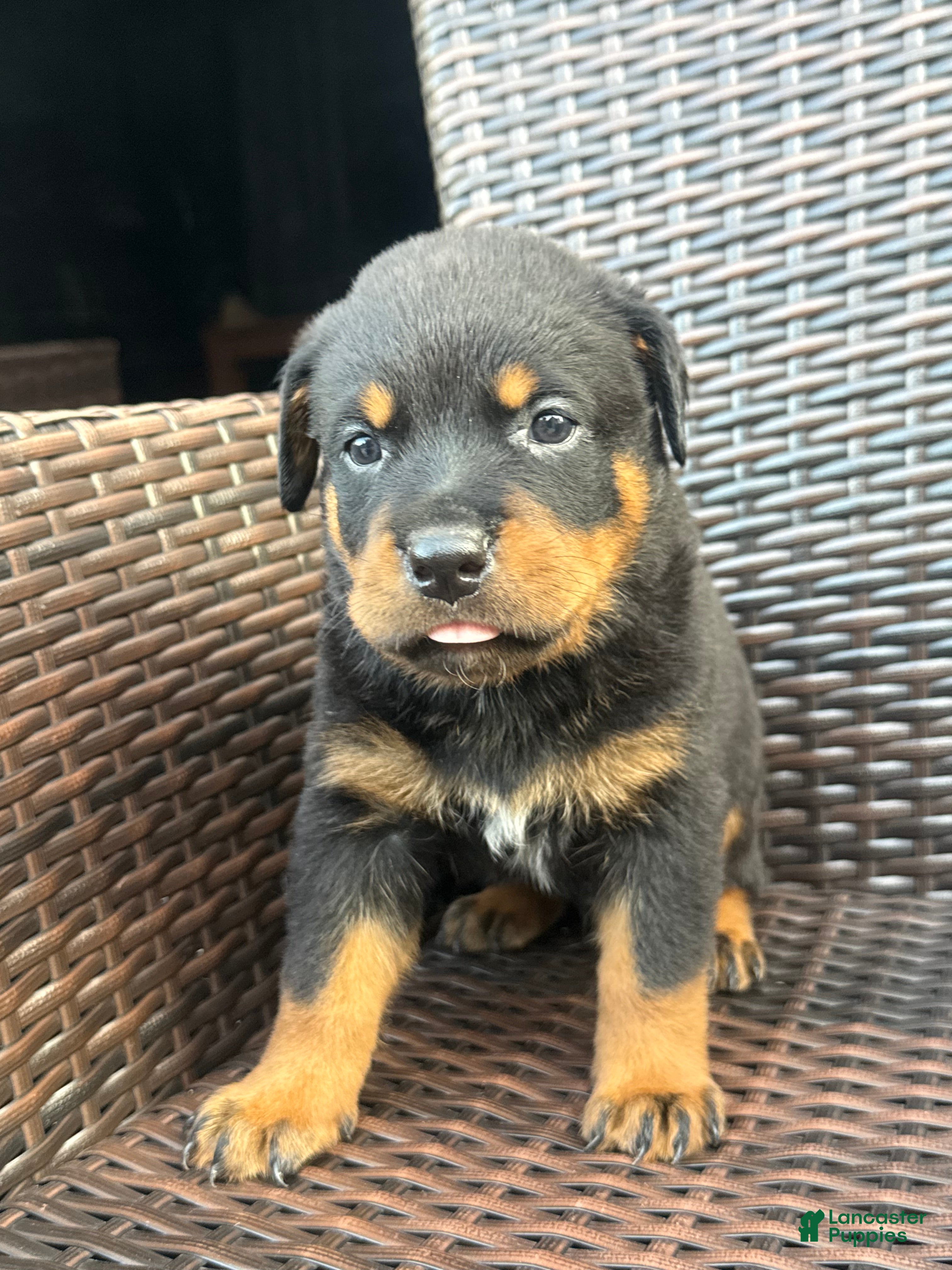 Rottweiler dogs Ace - Ad 16