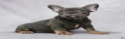 French Bulldog dogs for sale: Gia - Ad 5