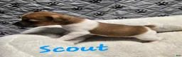 Jack Russell Terrier dogs for sale: Jack Russell Terrier Puppy 1 - Ad 4
