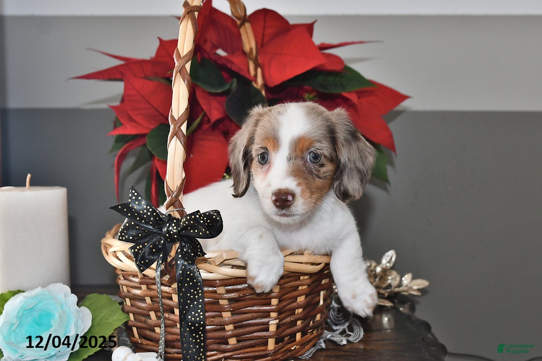 Miniature Dachshund dogs for sale: Chloe - Ad 4