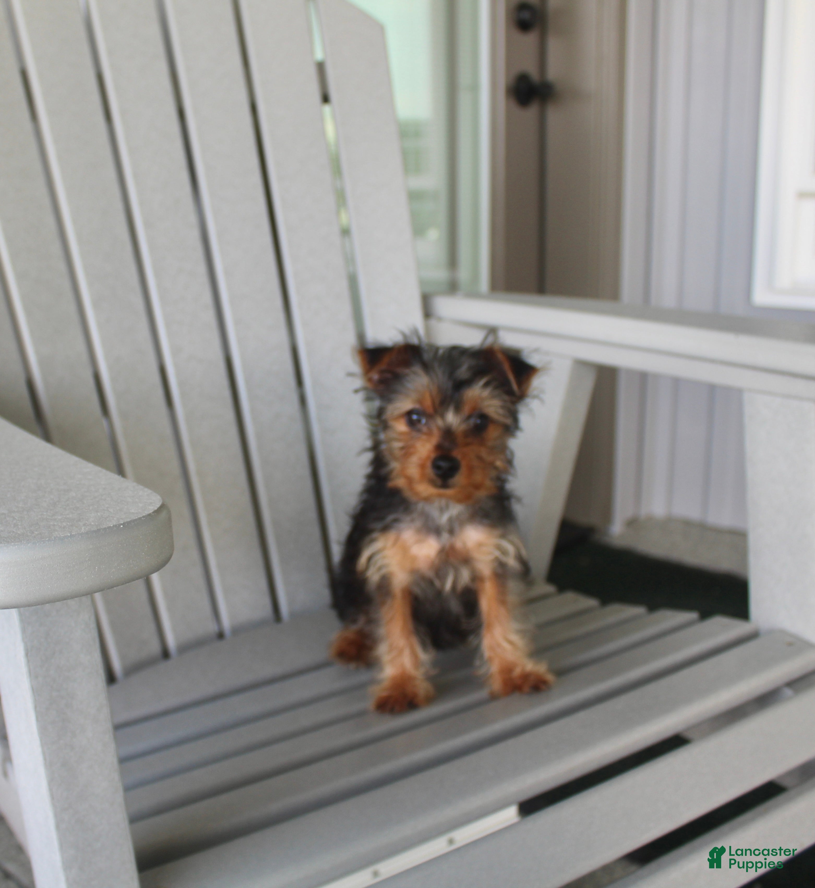 Yorkshire Terrier dogs Pluto - Ad 1
